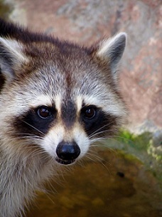 Raccoon removal Mooresville, NC.